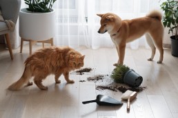 How to Pick a Pet-Friendly Flooring